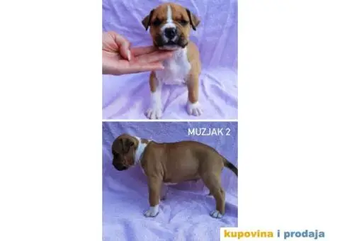 Americki stafordski terijer- vrhunski stenci - 7/8