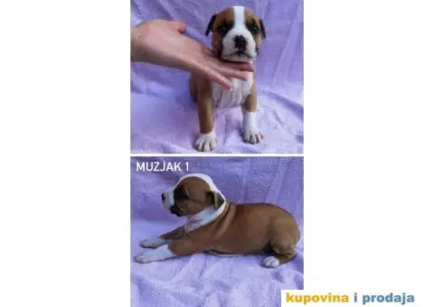 Americki stafordski terijer- vrhunski stenci - 8/8