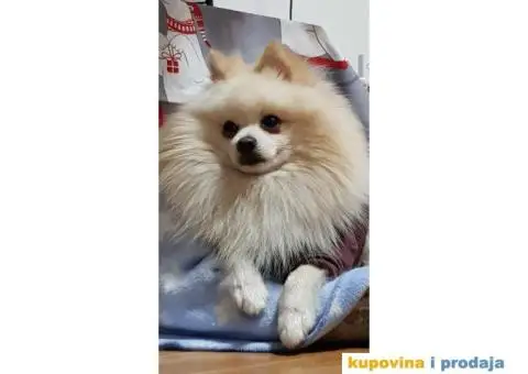 Teddy traži devojku :)