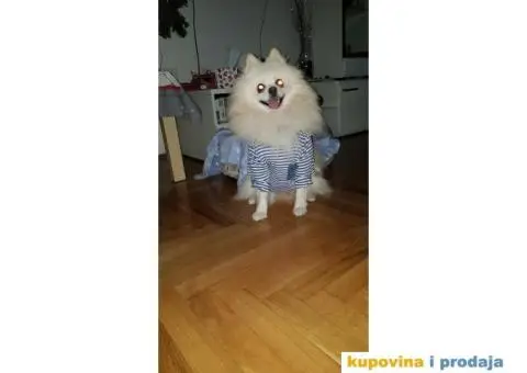 Teddy traži devojku :) - 2/2