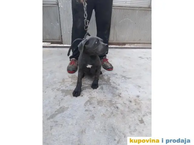 Prodaja Cane Corso pasa - 1