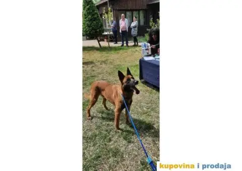 Slobodan za parenje - 1/5