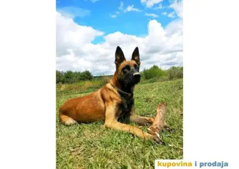 Slobodan za parenje - 2/5