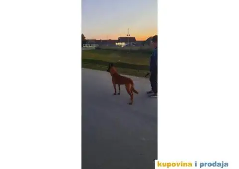 Slobodan za parenje - 3/5