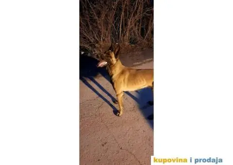 Slobodan za parenje - 4/5