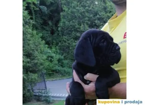KANE KORSO CANE CORSO top leglo - 4/12