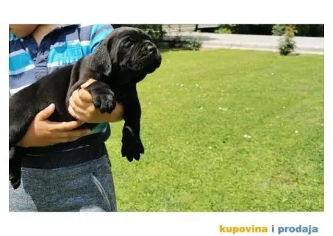 KANE KORSO CANE CORSO top leglo - 7/12