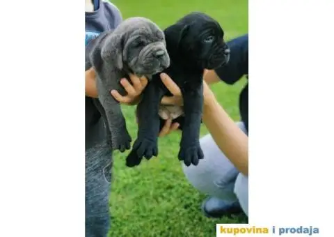 KANE KORSO CANE CORSO top leglo - 8/12