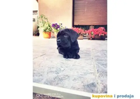 KANE KORSO CANE CORSO top leglo - 12/12