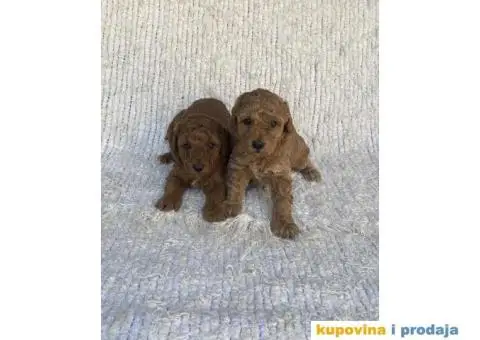 Patuljaste i toy pudle - 1/4