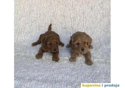 Patuljaste i toy pudle - 2/4