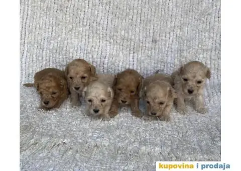 Patuljaste i toy pudle - 3/4