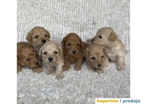 Patuljaste i toy pudle - 4/4