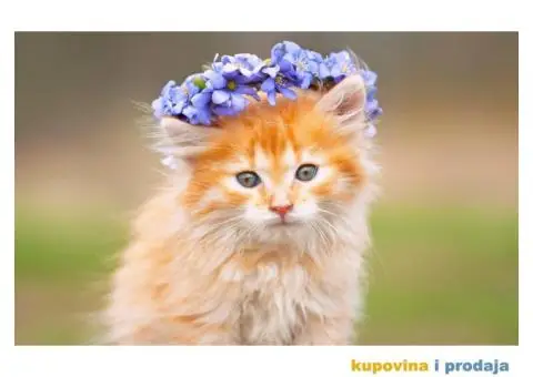 Čuvanje starije pokretne ili polupokretne ženske osobe