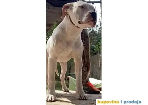 Argentinska Doga - 1/13
