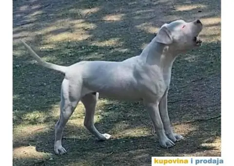 Argentinska Doga - 2/13