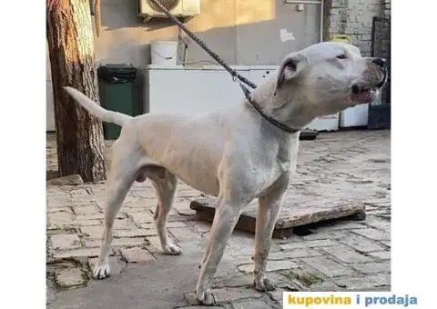 Argentinska Doga - 3/13