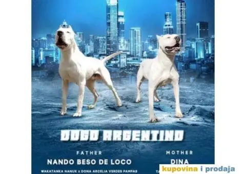 Argentinska Doga - 4/13