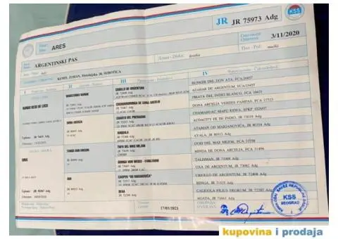 Argentinska Doga - 5/13