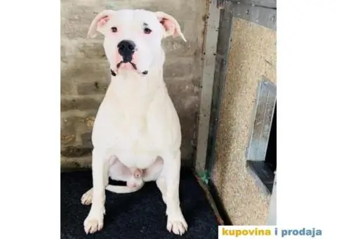 Argentinska Doga - 6/13