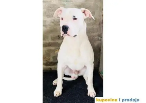 Argentinska Doga - 7/13