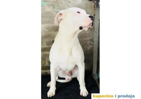 Argentinska Doga - 8/13