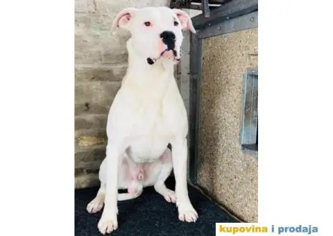 Argentinska Doga - 9/13