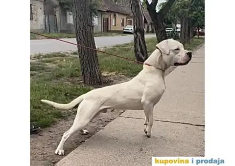 Argentinska Doga - 10/13