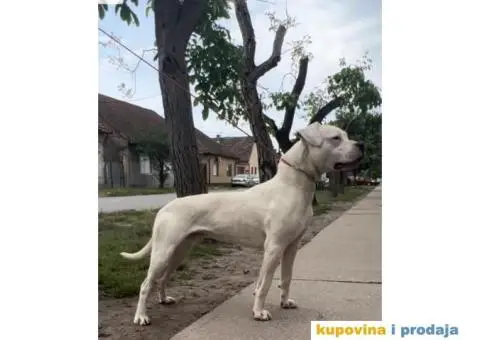 Argentinska Doga - 11/13