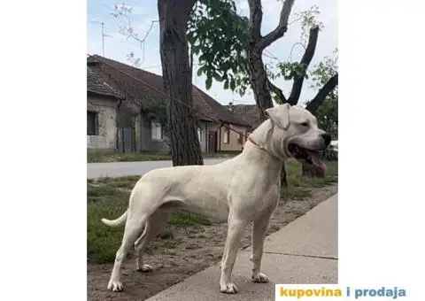 Argentinska Doga - 12/13