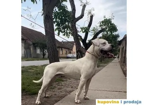 Argentinska Doga - 13/13