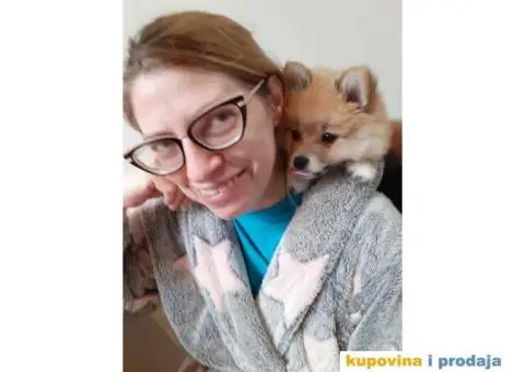 Nemacki spic - 10/10