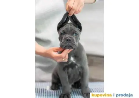 Cane corso - 1/12