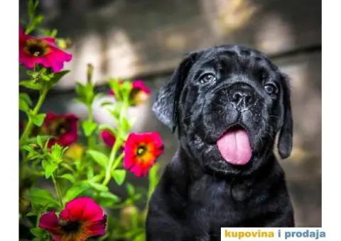 Cane corso - 2/12