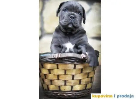 Cane corso - 3/12
