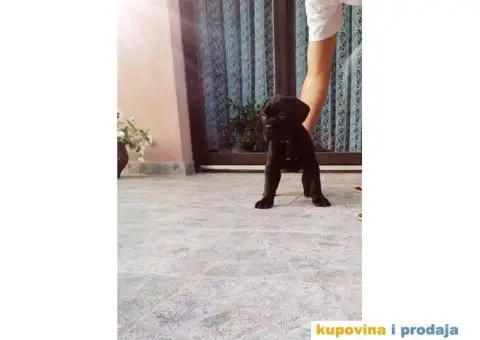 Cane corso - 4/12