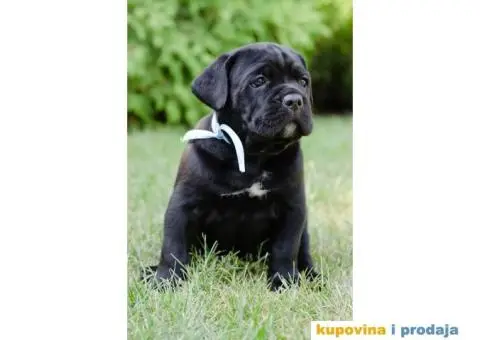 Cane corso - 7/12