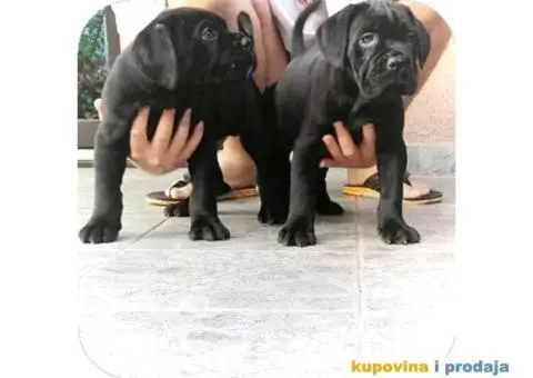 Cane corso - 8/12