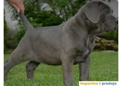 Cane corso - 9/12