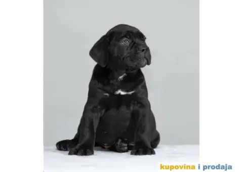 Cane corso - 10/12