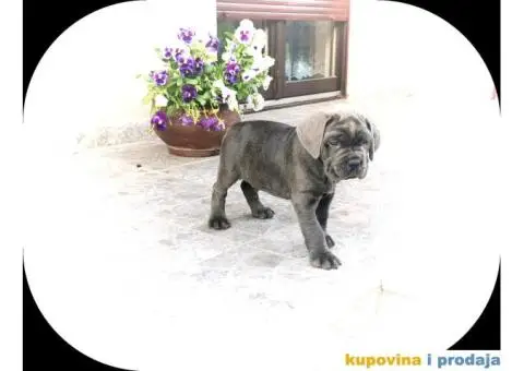 Cane corso - 11/12