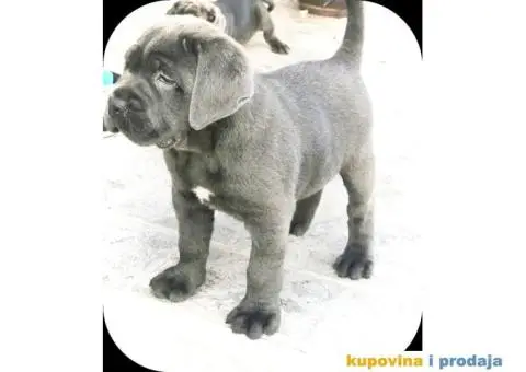 Cane corso - 12/12