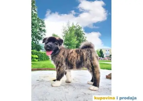 Stenci Američke Akite - 1/9