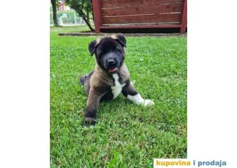 Stenci Američke Akite - 2/9