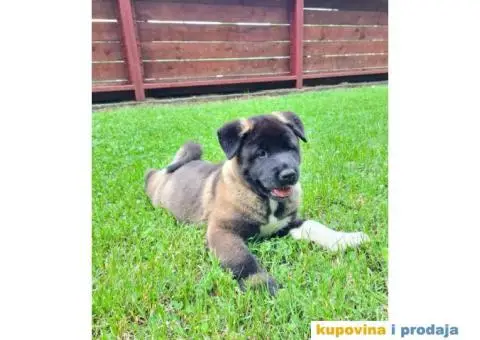 Stenci Američke Akite - 3/9