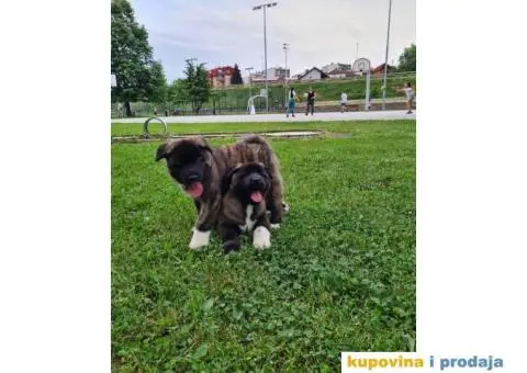 Stenci Američke Akite - 4/9