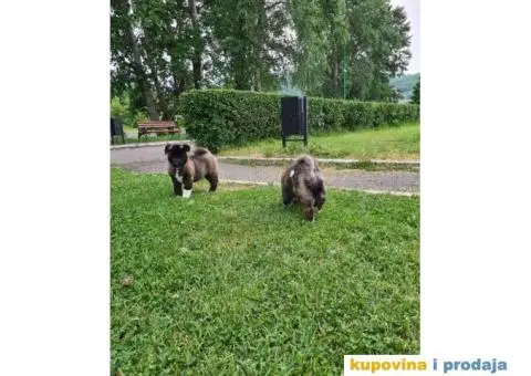 Stenci Američke Akite - 5/9