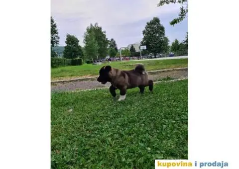 Stenci Američke Akite - 6/9