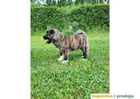 Stenci Američke Akite - 7/9