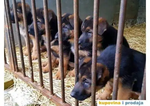 NEMAČKI OVČARI - šampionsko poreklo - veliki izbor! - 2/15